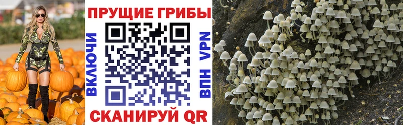 Купить закладки Лыткарино Псилоцибиновые грибы ЛСД